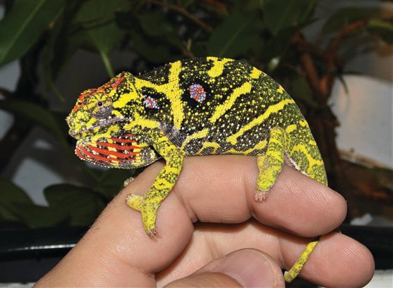 Minor's chameleon