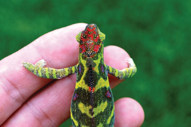 Minor's chameleon