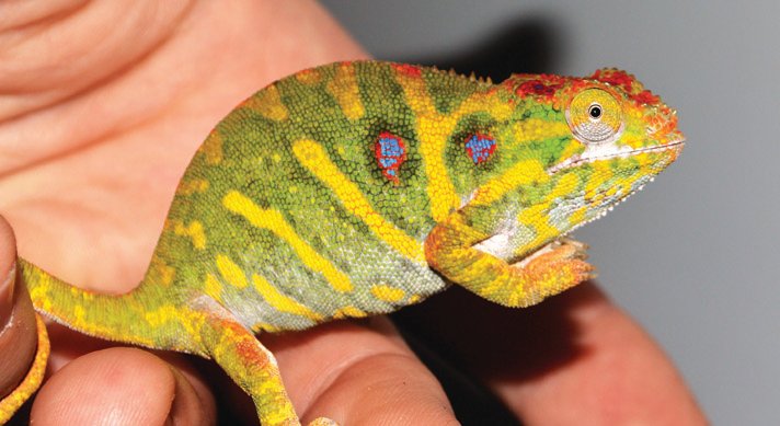 Furcifer minor