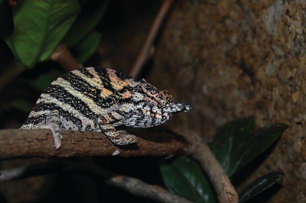 Furcifer minor