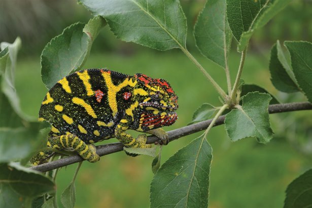 Minor's chameleon
