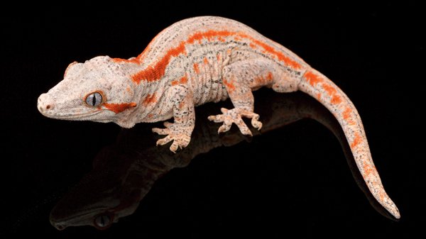 gargoyle gecko