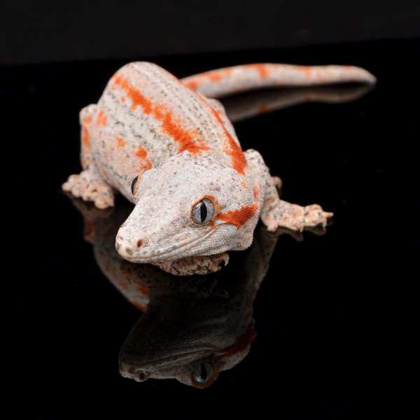 gargoyle gecko