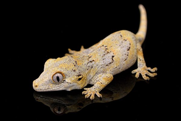 gargoyle gecko