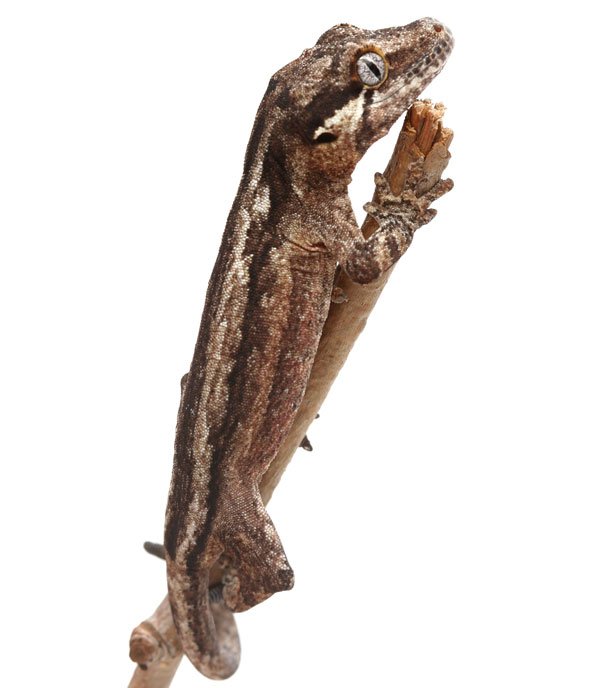 Gargoyle gecko