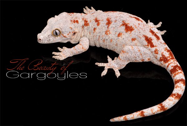 gargoyle gecko