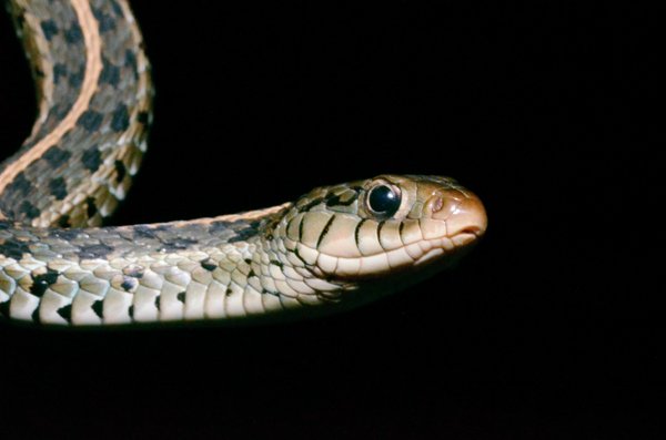 garter snake