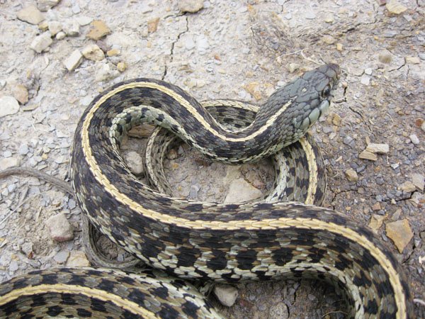 garter snake