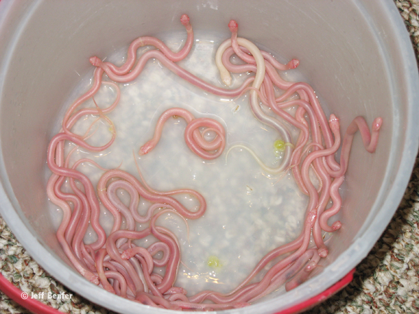 garter snake young