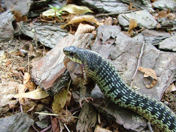 garter snake