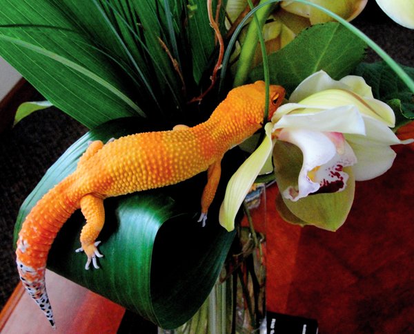 Mandarin tangerine leopard gecko