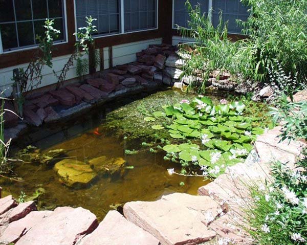 spotted pond turtle pond
