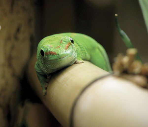 giant day gecko