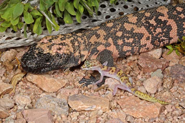 Gila monster and banded gecko