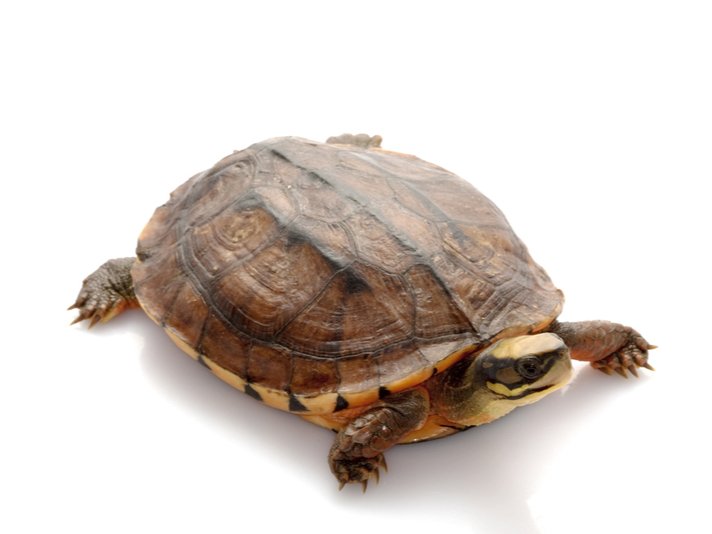 golden coin turtle