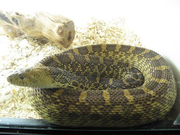 gopher snake