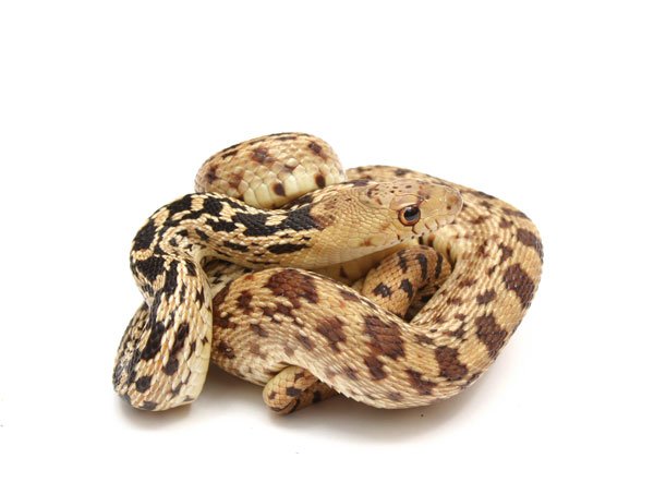 gopher snake
