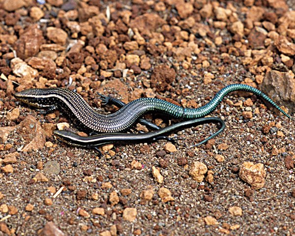 Gran canaria skink