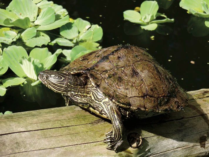 Graptemys sabinensis