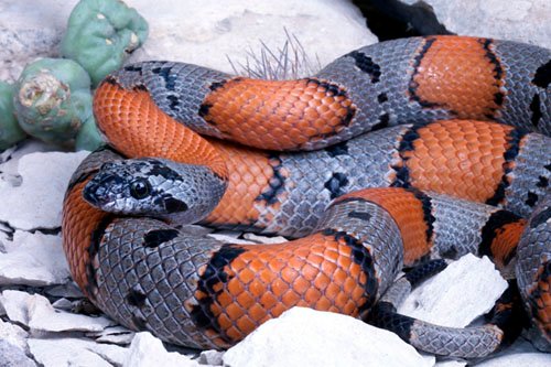 gray-banded kingsnake