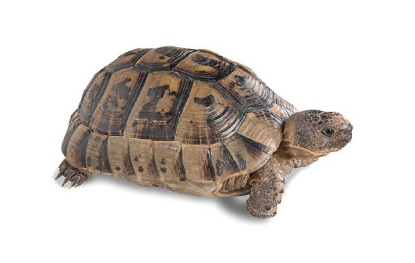 greek tortoise
