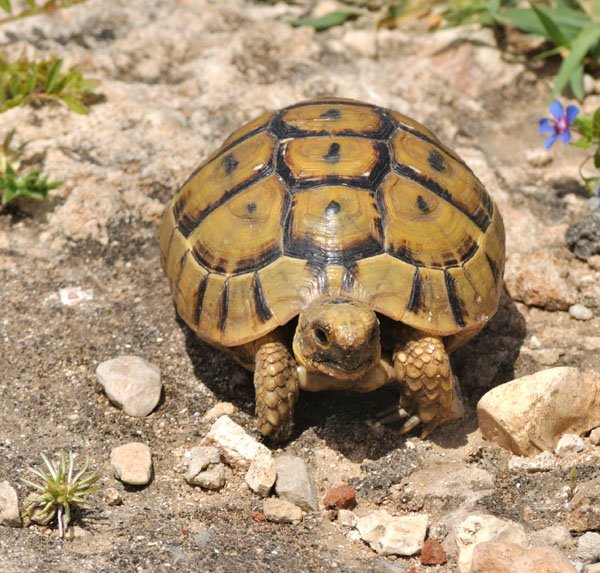 greek tortoise
