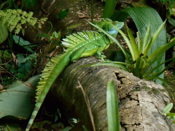 green basilisks