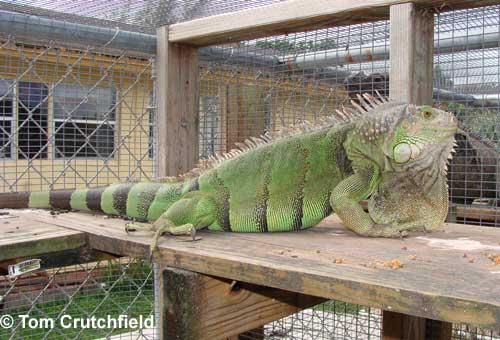 Green iguana