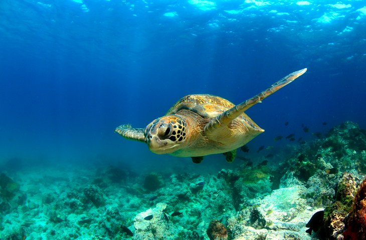 green sea turtle