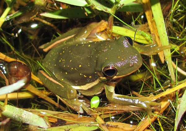 green treefrog