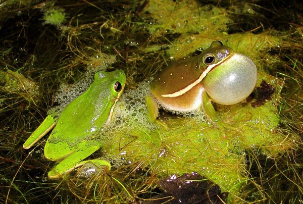 green treefrog