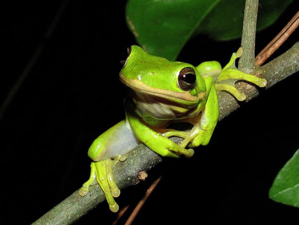 green treefrog