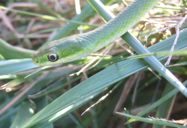 Rough green snake