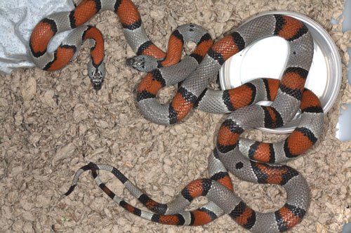 gray-banded kingsnake