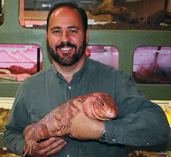 Handling a tegu lizard