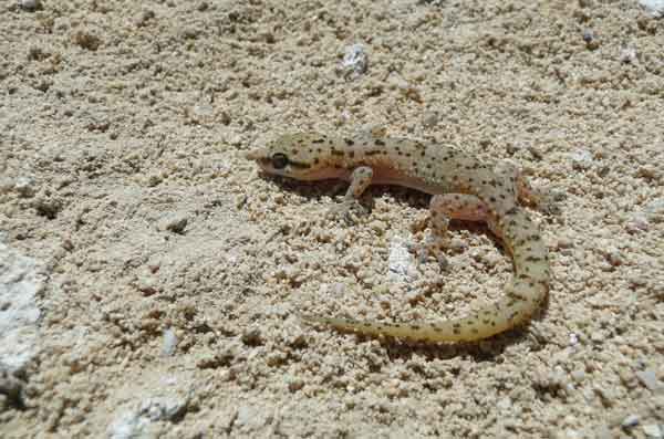 Hemidactylus robustus