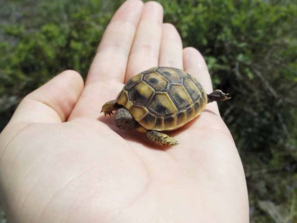 Hermann's tortoise