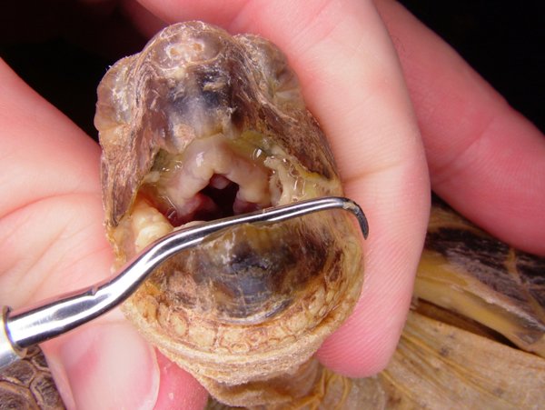 herpes virus in tortoise