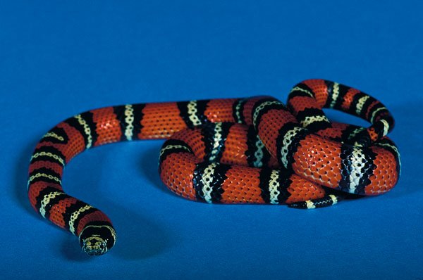 Honduran milksnake
