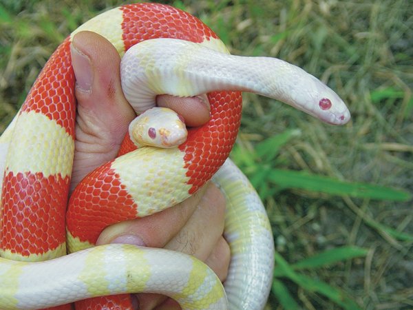 honduran milksnake