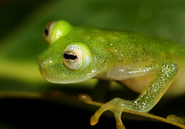 Hyalinobatrachium anachoretus