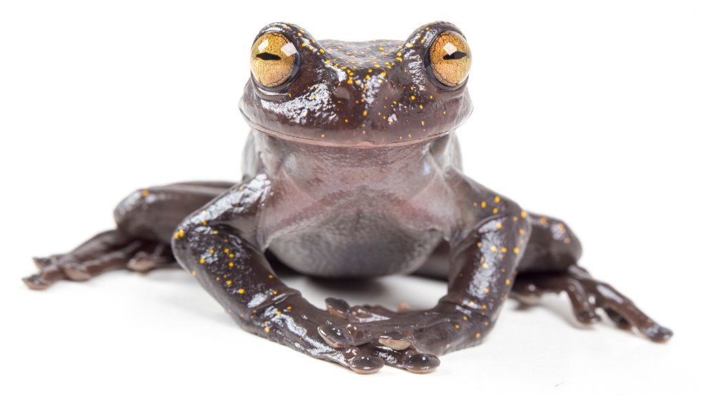 Hyloscirtus hillisi
