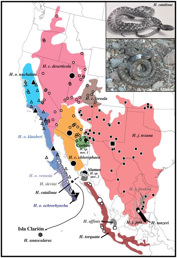 Hypsiglena distribution