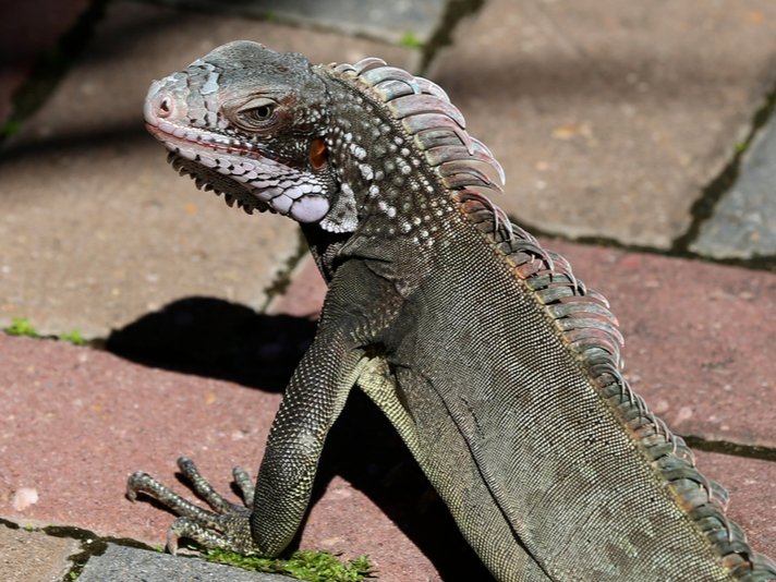 Iguana 