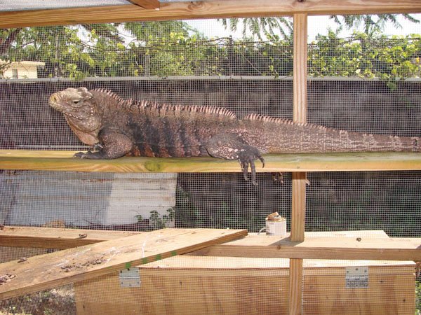 Cuban rock iguana