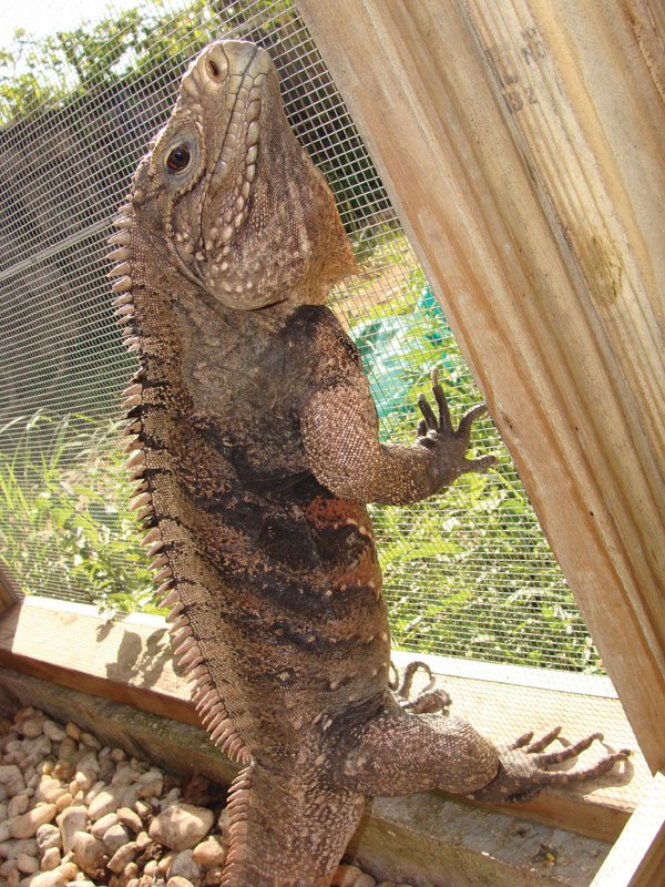 Cuban rock iguana