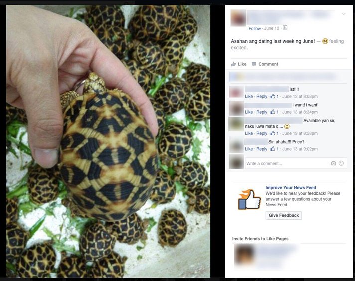 Indian star tortoises for sale in the Philippines