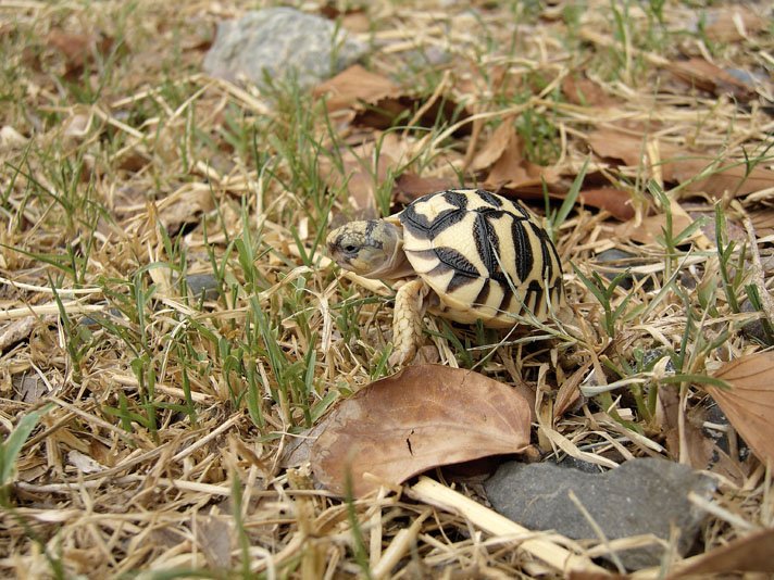Indian star tortoise