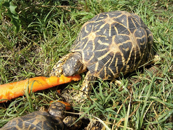 Indian star tortoise