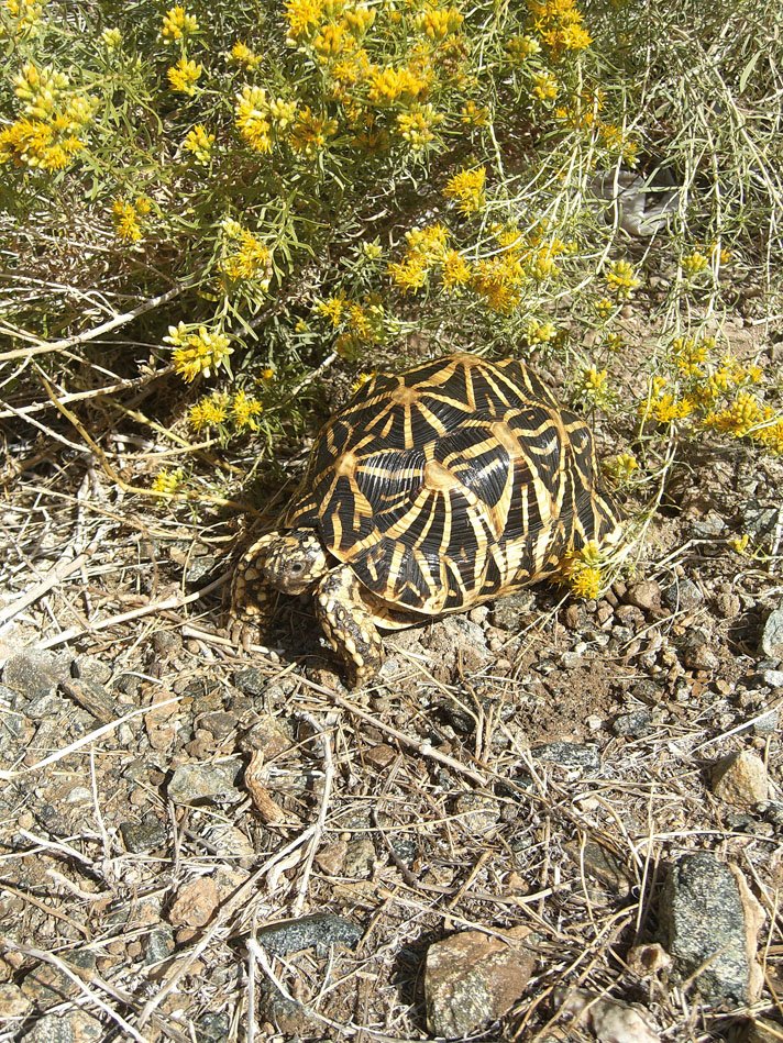 Indian star tortoise